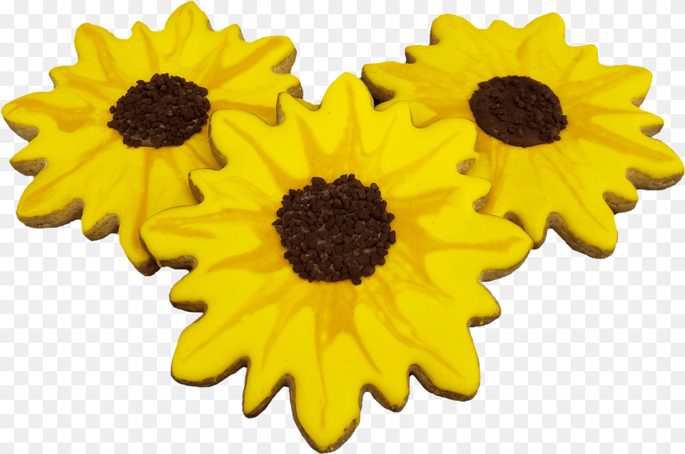 Sunflower Cookie Sunflower, Daisy, Flower, Plant, Daffodil Free Png Download