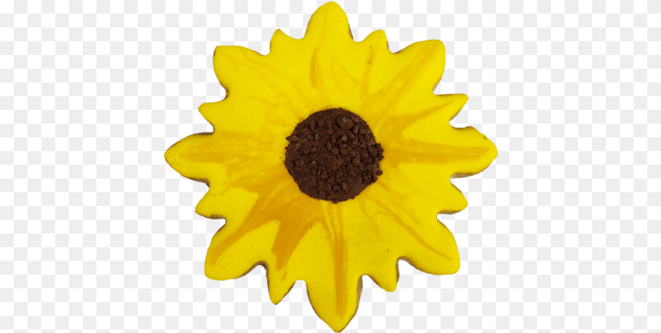 Sunflower Cookieclass Sunflower, Daffodil, Flower, Plant, Daisy Free Png