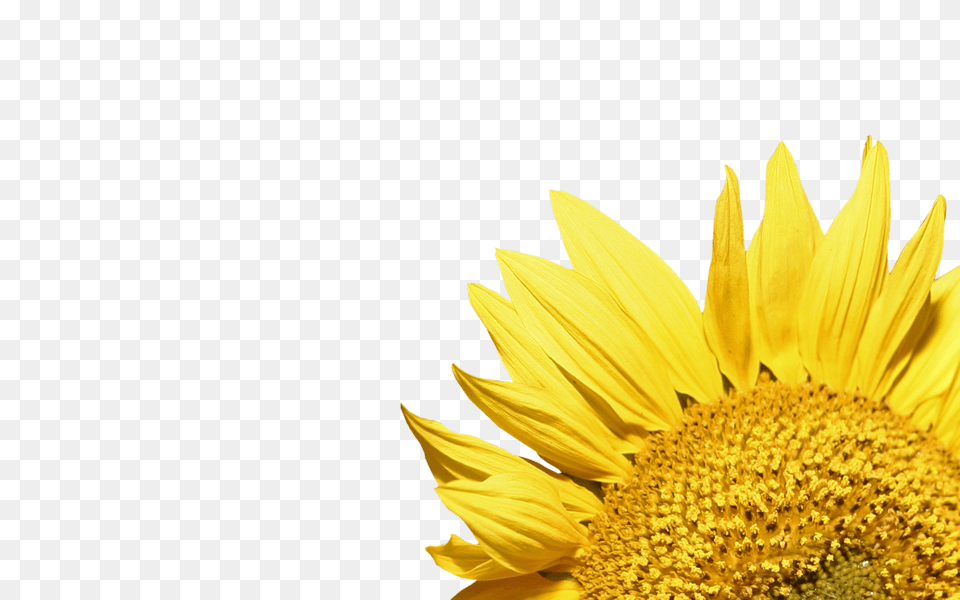 Sunflower Corner, Flower, Plant, Petal Free Png