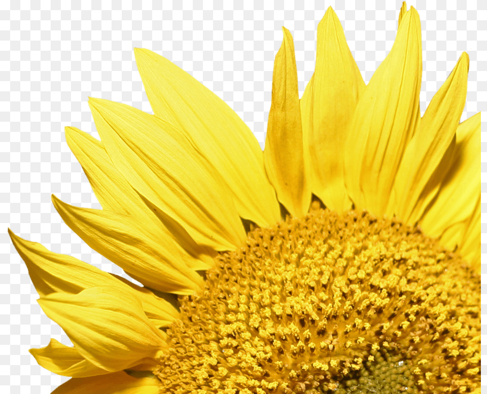 Sunflower Corner Rustic Sunflower, Flower, Plant, Daisy Png Image