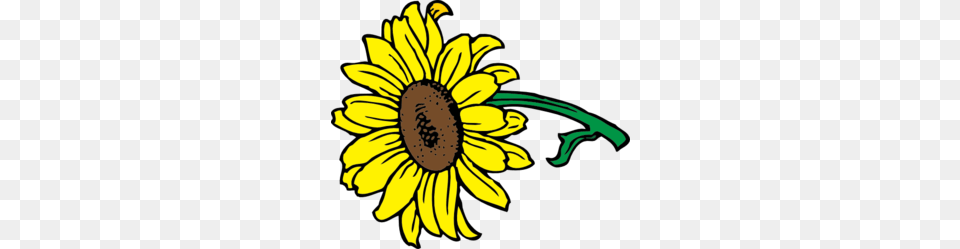 Sunflower Daisy Clipart Explore Pictures, Flower, Plant, Dynamite, Weapon Png Image