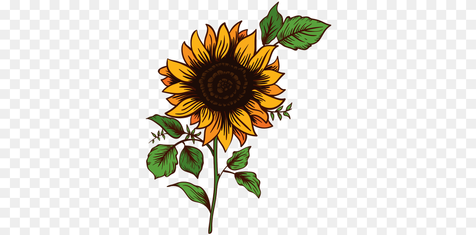 Sunflower Doodle U0026 Clipart Download Ywd Sunflower Drawing, Flower, Plant, Art, Pattern Free Transparent Png