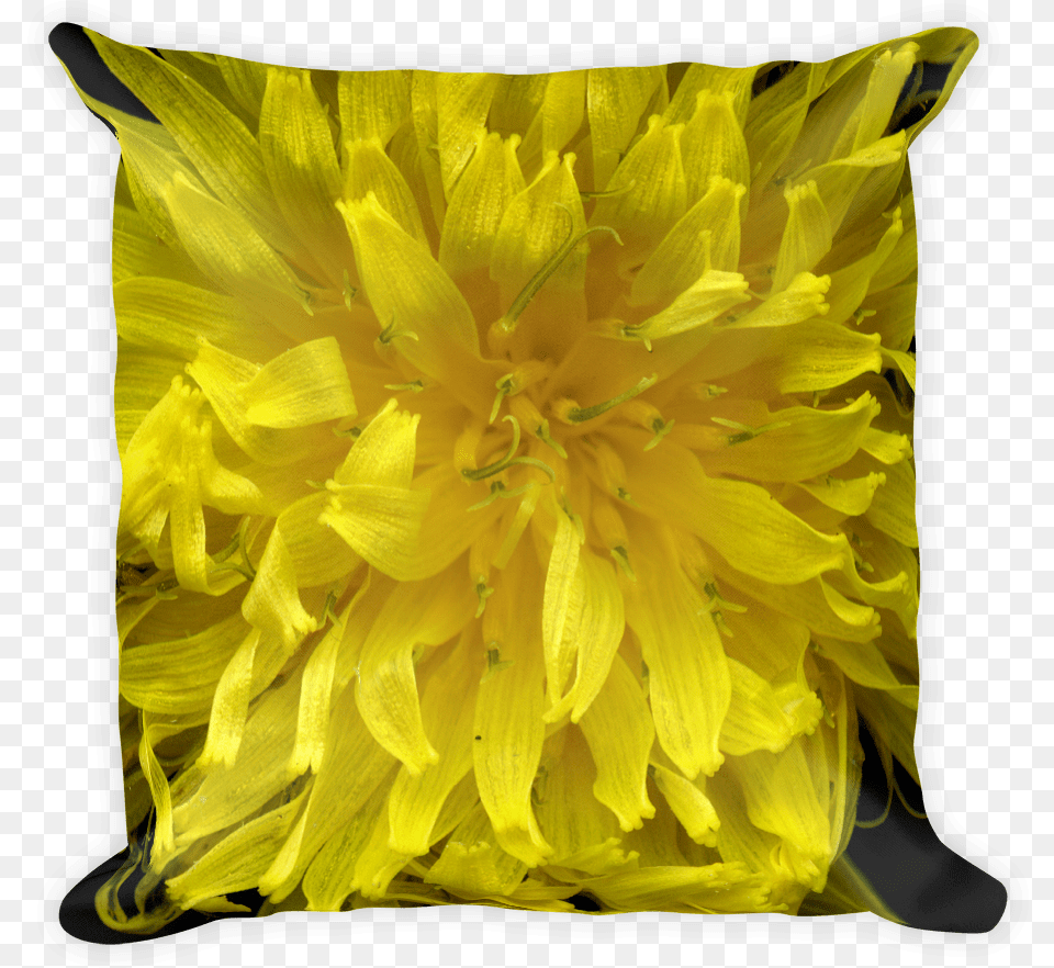 Sunflower Download Dandelion, Flower, Plant, Cushion, Home Decor Png Image