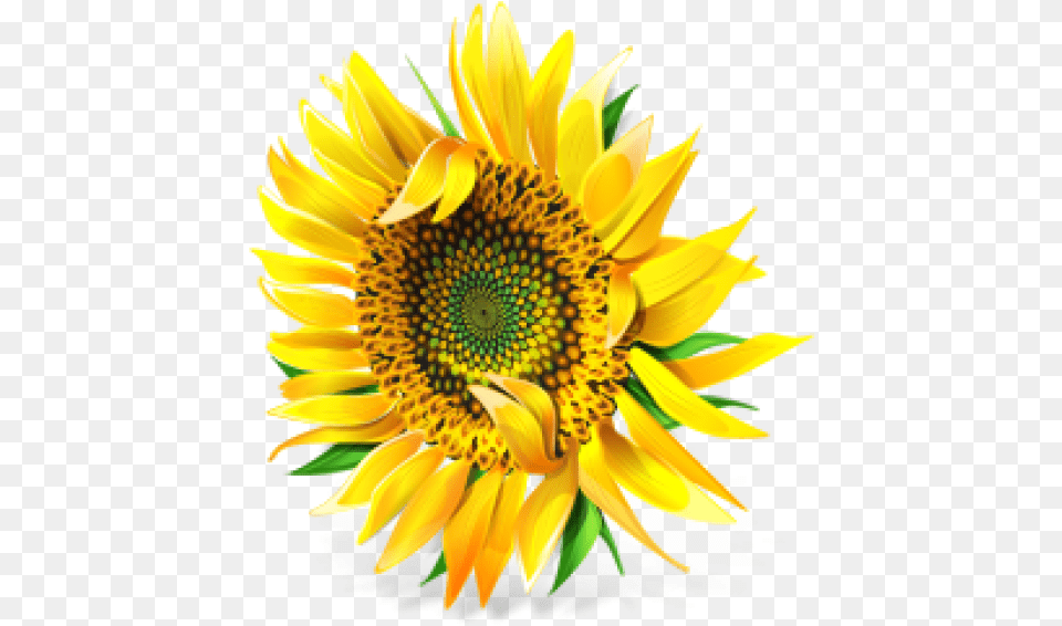 Sunflower Download Pixel Sunflower, Flower, Plant Png