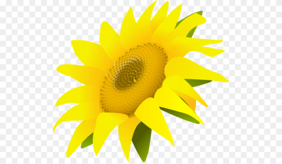 Sunflower Download Sunflower Transparent, Flower, Plant Png