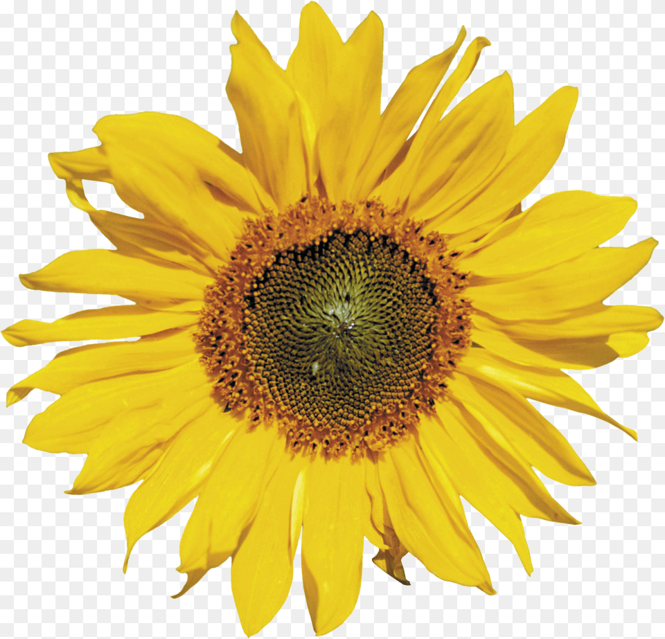 Sunflower Draw A Sunflower Head Free Png