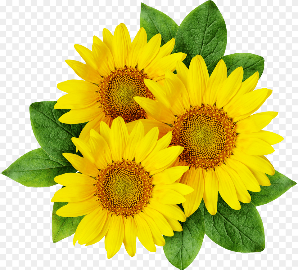 Sunflower Drawing Pictures Download Cartoon Sunflowers Transparent Free Png