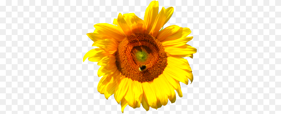 Sunflower Drawing Tumblr Yellow Flower No Flower Stock, Plant Free Transparent Png