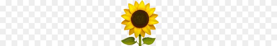 Sunflower Emoji, Flower, Plant Free Png