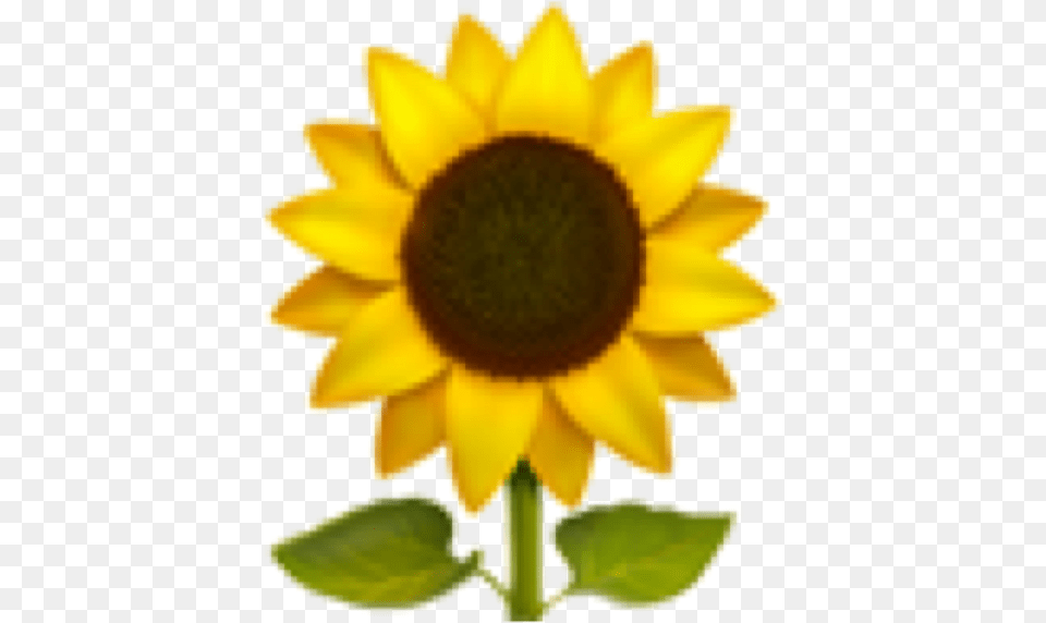 Sunflower Emoji Aesthetic Freetoedit Emojis Flower, Plant, Person Png