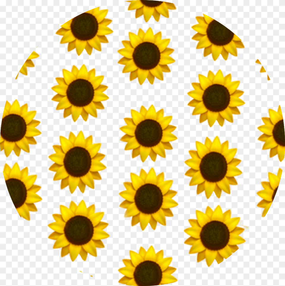 Sunflower Emoji Background Yellow Aesthetic Aesthetic Sunflower Phone Background, Flower, Plant, Petal Free Png