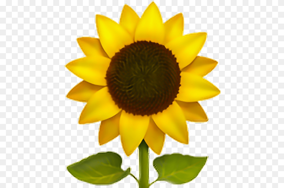 Sunflower Emoji Flower Sun Freeedit Iphone Cute Sunflower Sunflower Emoji Transparent, Plant Png Image