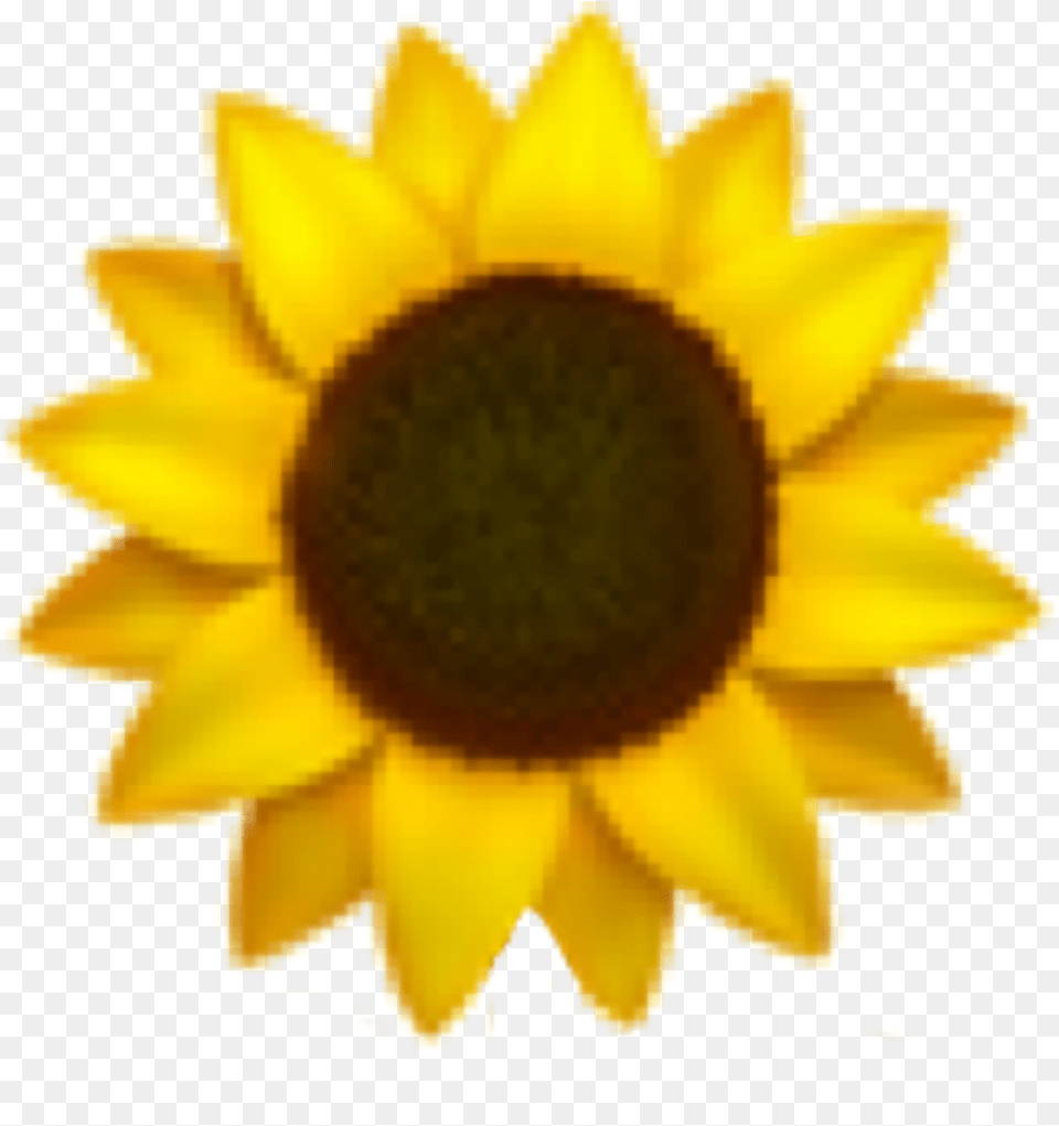 Sunflower Emoji Freetoedit Sticker Sunflower Emoji, Flower, Plant, Daisy, Person Free Transparent Png