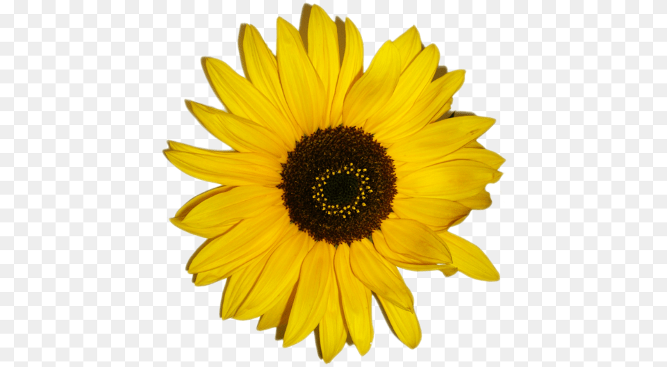 Sunflower Emoji Paper Sunflower Hd Download Black Eyed Susan Clipart, Flower, Plant, Daisy Png Image