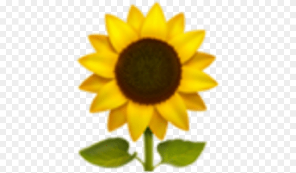 Sunflower Emoji Transparent Amp Clipart Iphone Sunflower Emoji Transparent, Flower, Plant Png Image