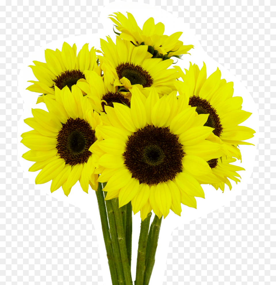 Sunflower Esmeralda Farms Sunflower, Flower, Plant, Daisy Png