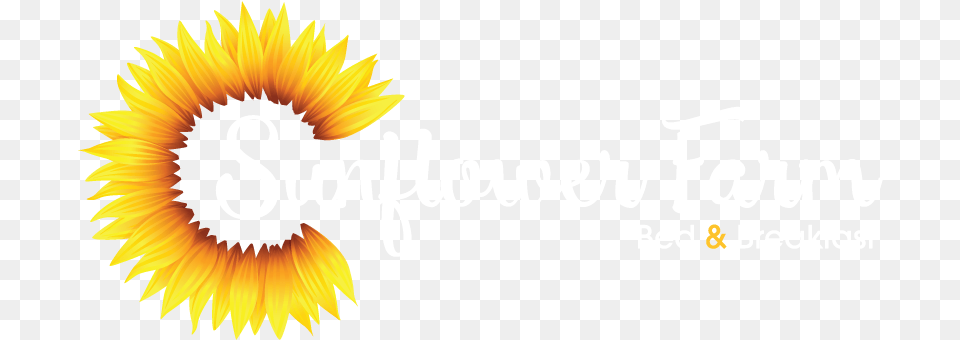 Sunflower Farm Sunflower, Flower, Plant Free Png Download