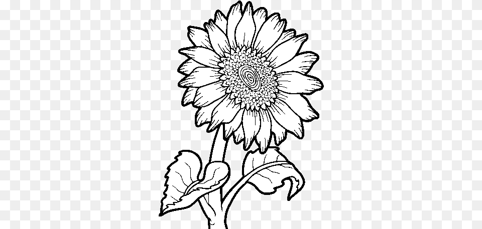 Sunflower Flower Coloring, Art, Daisy, Plant, Drawing Png