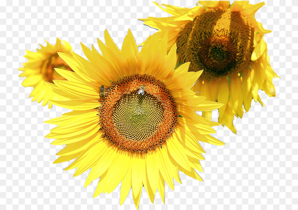 Sunflower Flower Free Transparent Free Download Common Sunflower, Plant Png