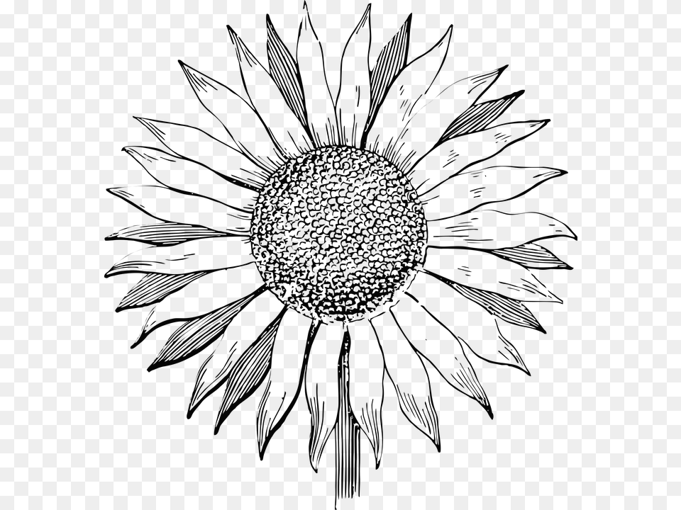 Sunflower Flower Line Art Summer Floral Vintage Line Art Sunflower Vector, Person Free Transparent Png