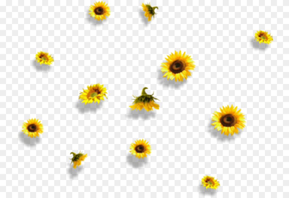 Sunflower Flower Nature Falling Aesthetic Sunflower Background, Daisy, Petal, Plant, Pollen Free Transparent Png