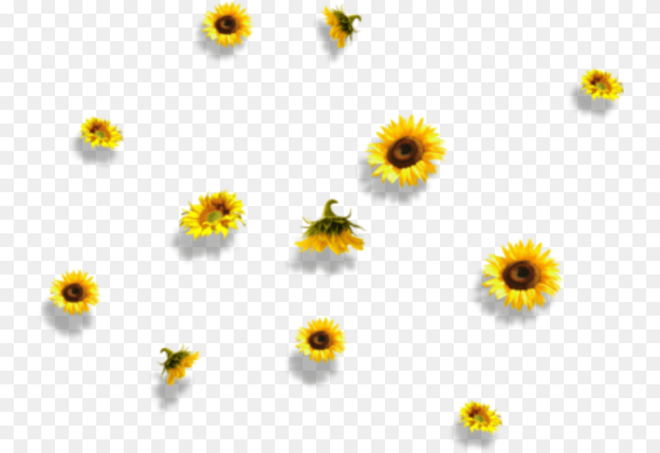 Sunflower Flower Nature Falling Aesthetic Sunflower Transparent Background, Daisy, Petal, Plant, Pollen Png