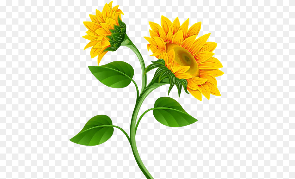 Sunflower Flower Nature Summer Stickers Yellow, Plant, Leaf Png Image