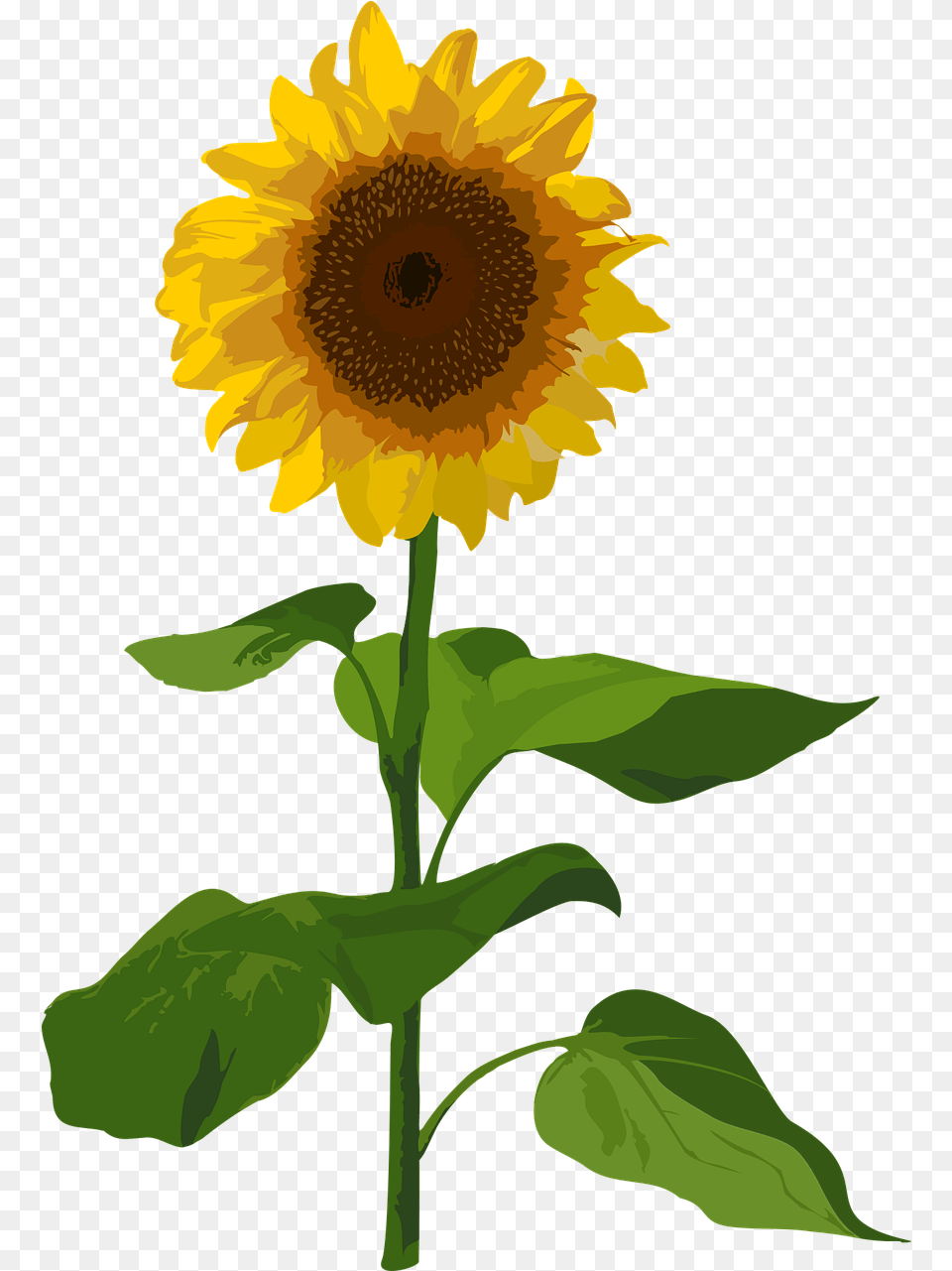 Sunflower Flower Summer Sunflower, Plant Free Png Download