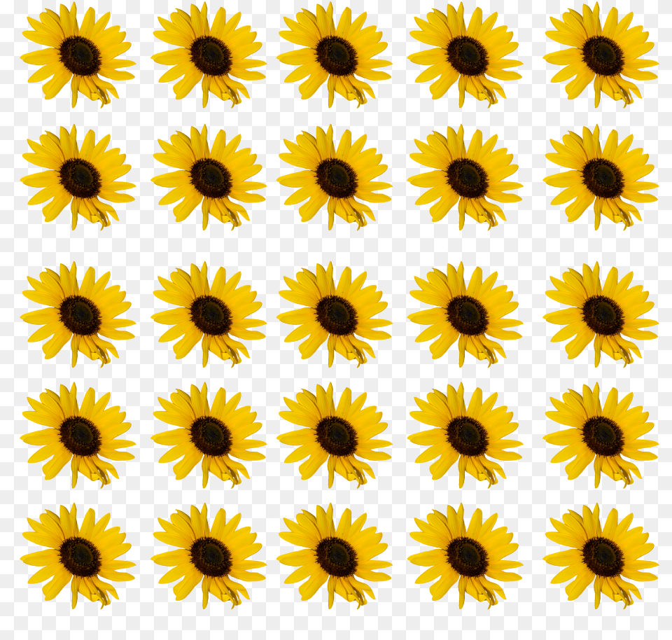 Sunflower Flower Images Vector Graphics, Daisy, Plant, Petal Free Transparent Png