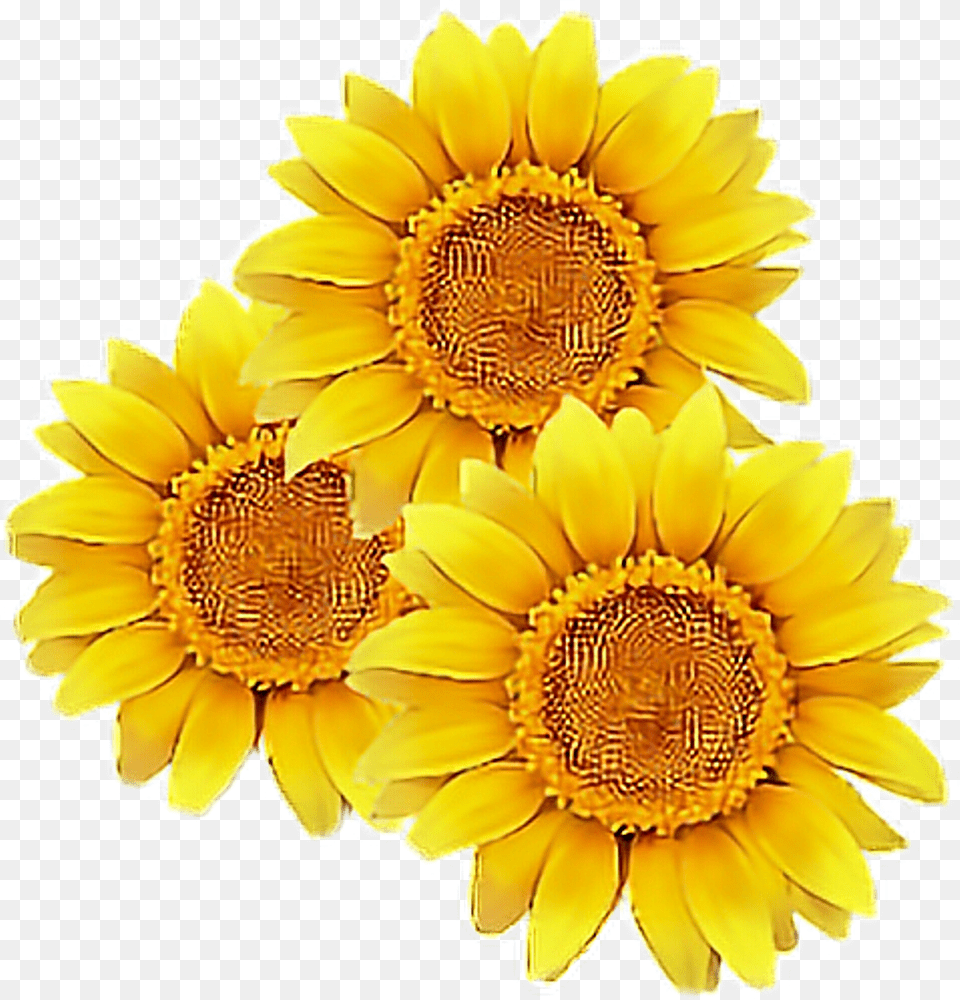 Sunflower Flower Yellow Cute Tumblr Overlay Flowers Transparent Background Sunflower Clipart, Daisy, Plant, Petal Free Png