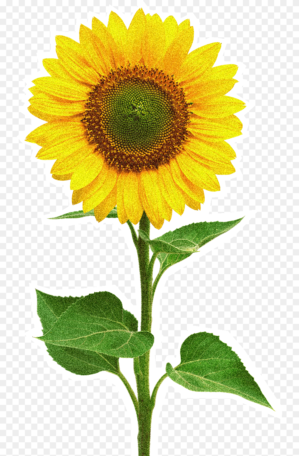 Sunflower Flowerfreepngtransparentimagesfreedownload Sun Flower, Plant Png Image