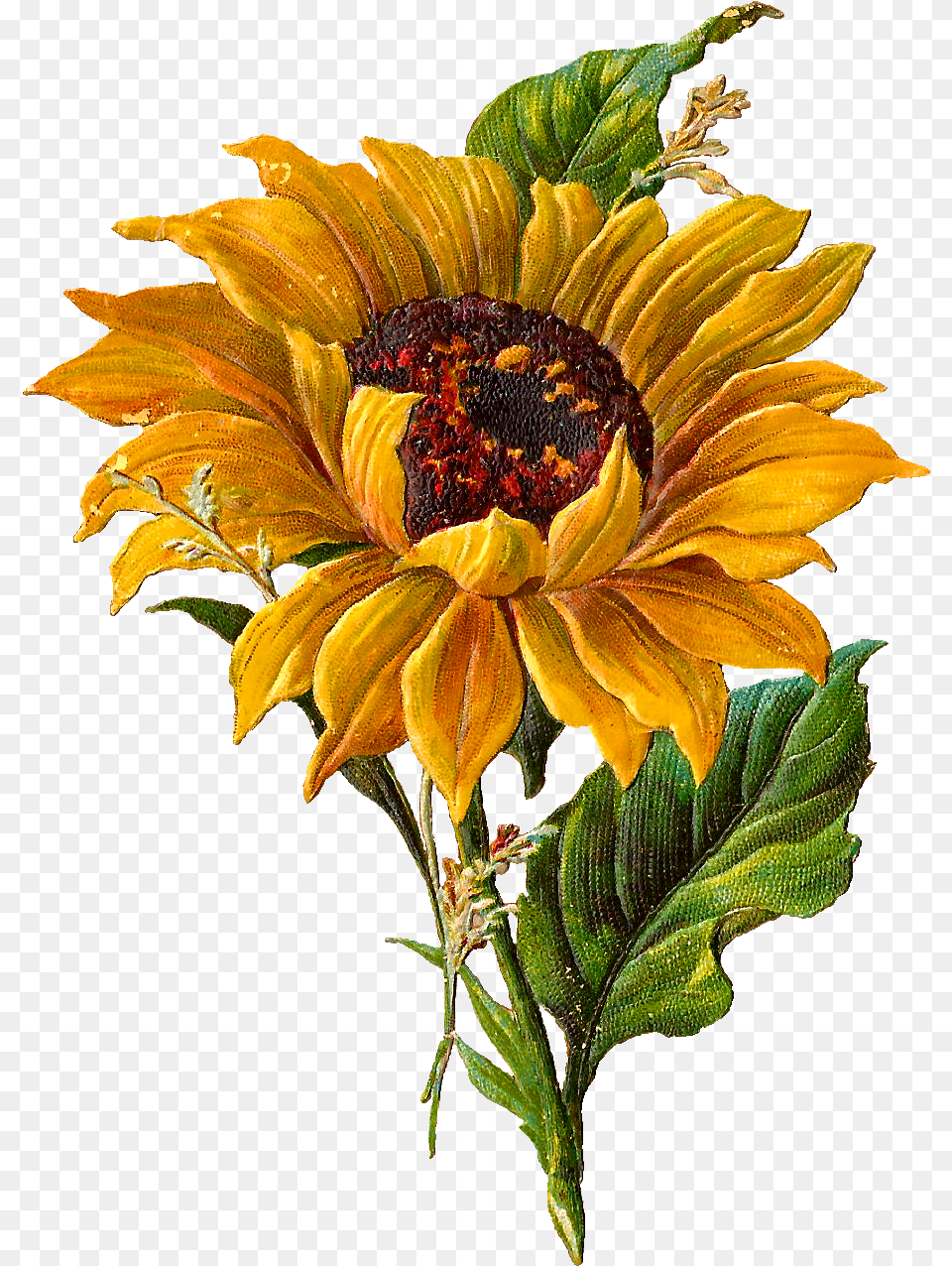 Sunflower Flowerfreepngtransparentimagesfreedownload Vintage Sunflower, Flower, Plant, Daisy Png