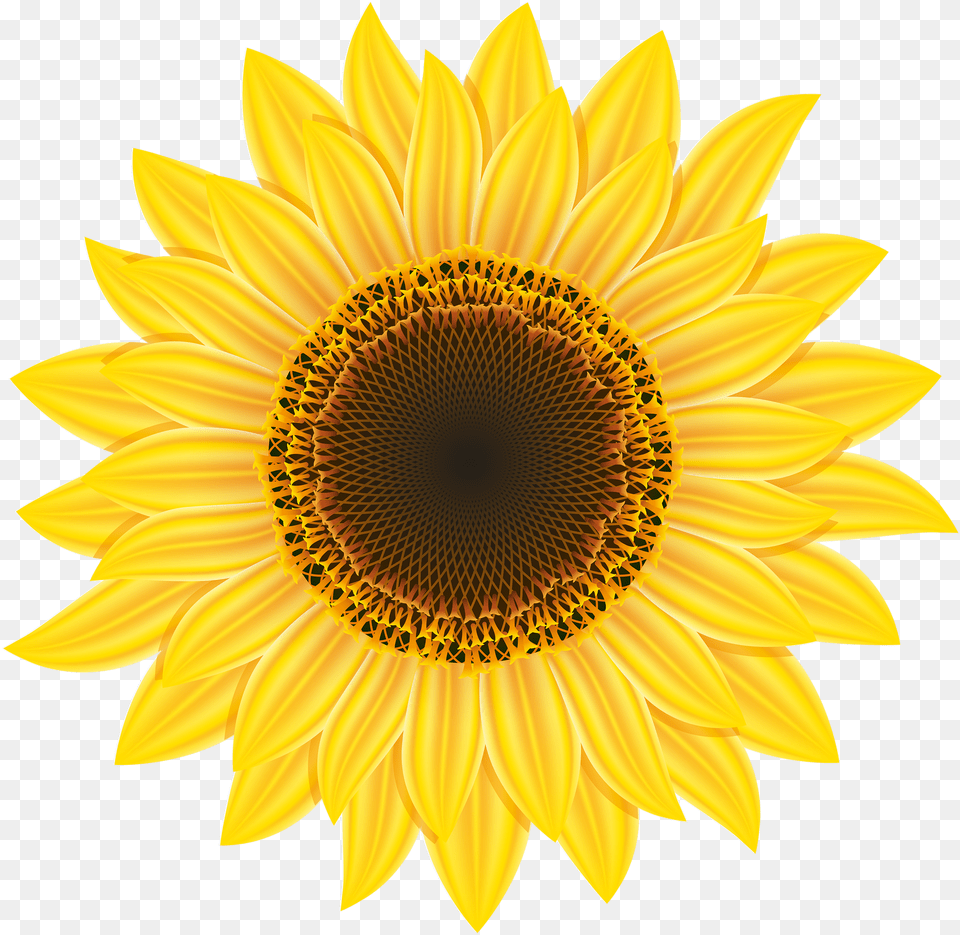 Sunflower For Free Download Sun Sunflower Clip Art, Flower, Plant Png Image