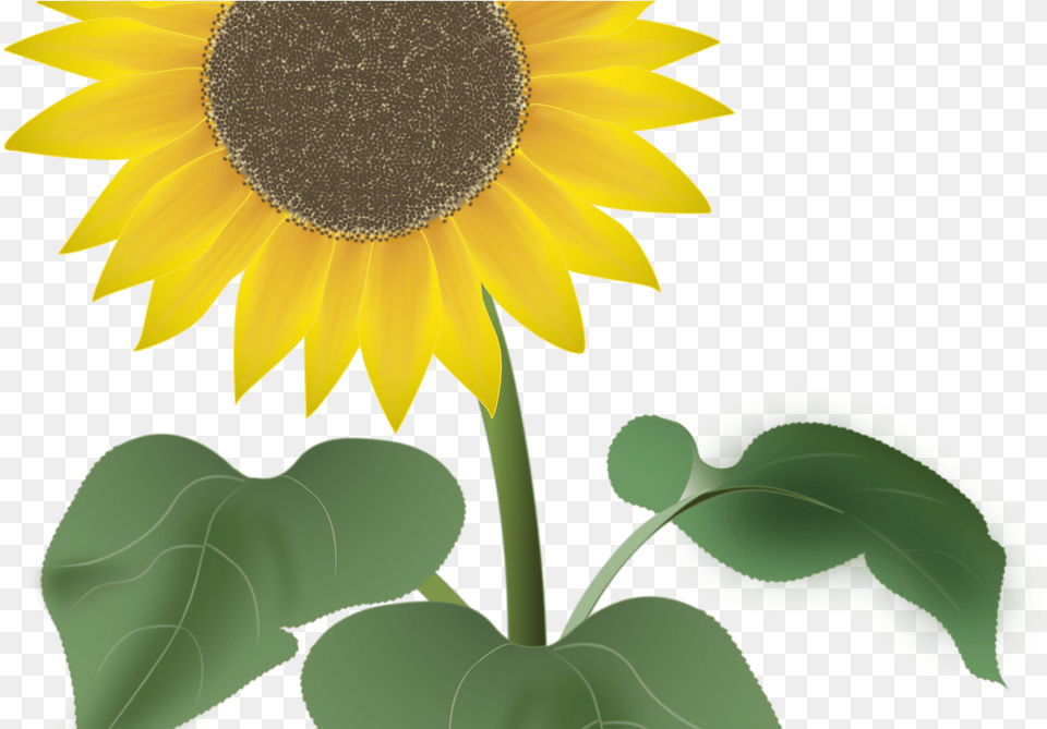 Sunflower For The Summer Vector Art By Noor Test Management And Automation, Flower, Plant Png Image