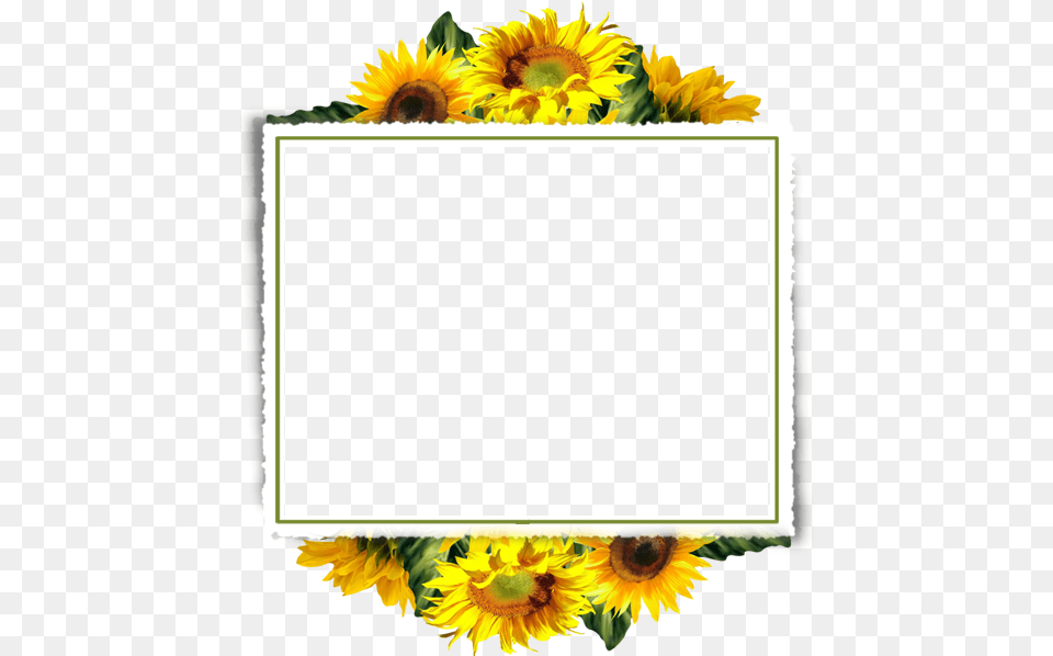 Sunflower Frame Transparent Background, Flower, Plant, Blackboard Free Png Download