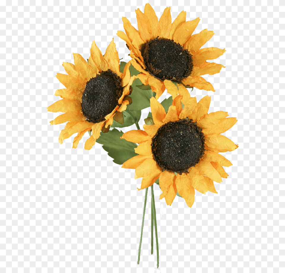 Sunflower Background Sunflower, Flower, Plant Free Png Download