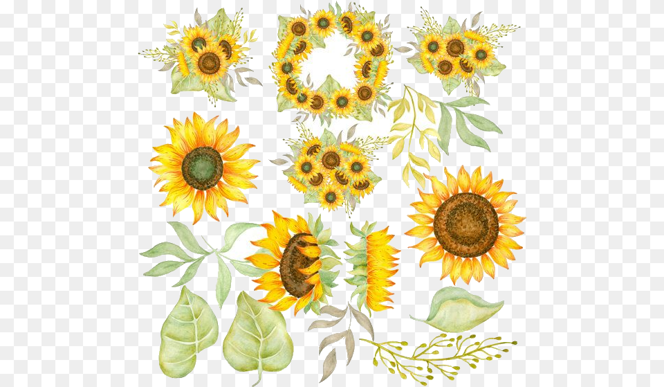 Sunflower Free Clipart Ideas On Transparent Watercolor Sunflower Clipart, Flower, Plant, Animal, Bee Png