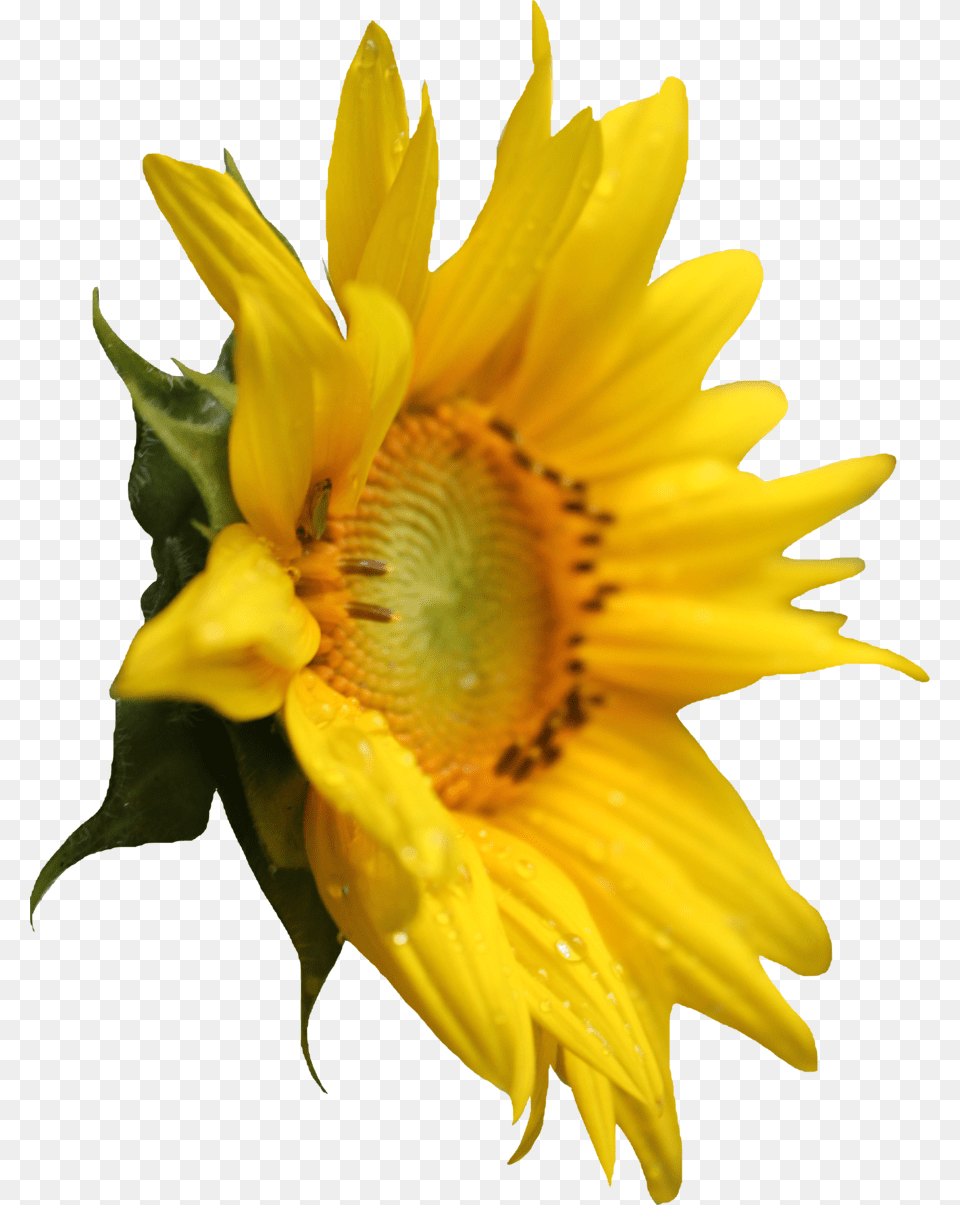 Sunflower Free Download, Flower, Plant Png