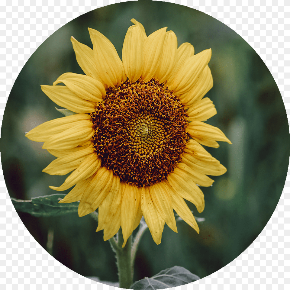 Sunflower Fresh, Flower, Plant Png