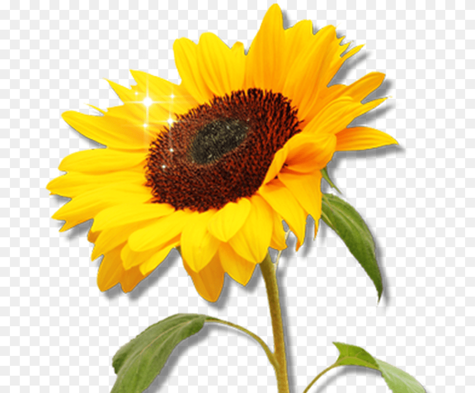 Sunflower Garden Clipart Image 8566 Sunflower Clip Art, Flower, Plant Free Transparent Png