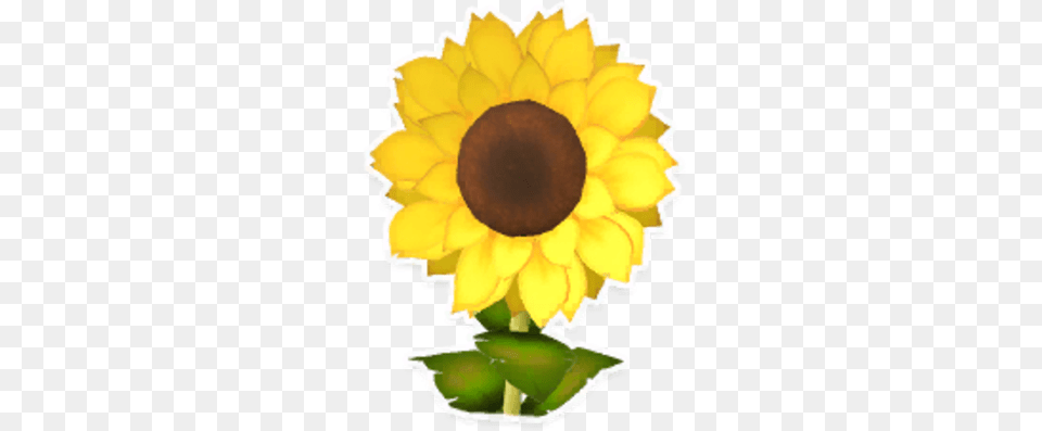 Sunflower Garden Paws Wiki Fandom Sunflower, Flower, Plant, Daisy, Petal Png