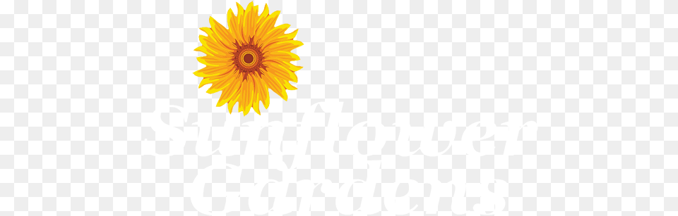 Sunflower Gardens An Alzheimers Angela, Flower, Plant, Petal Png