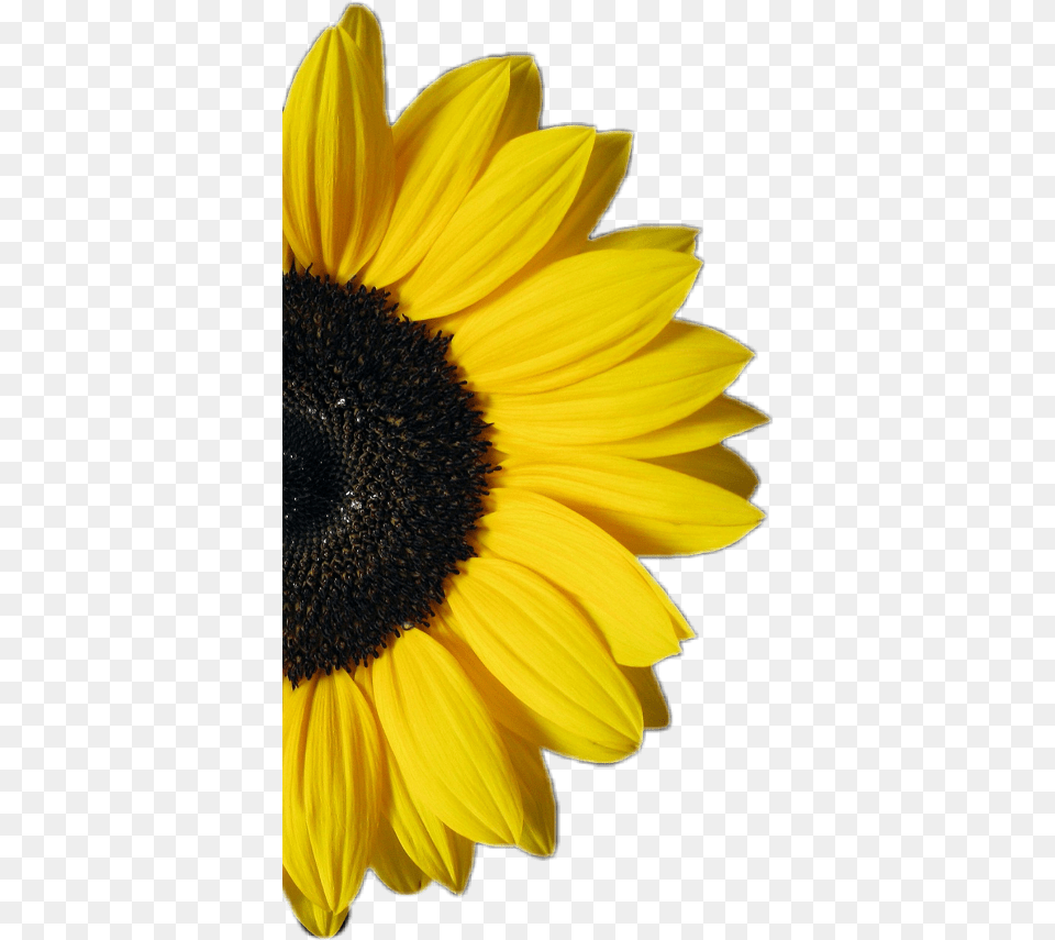 Sunflower Half Flower Yellow White And Yellow Background, Daisy, Plant Free Png