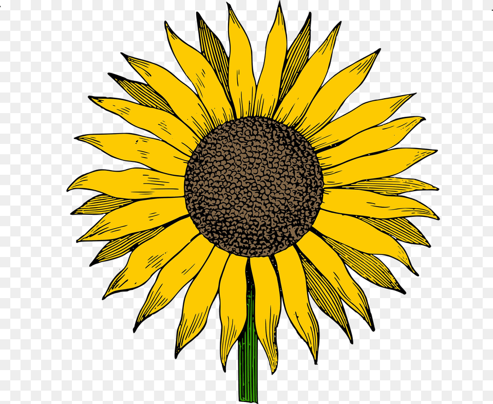 Sunflower Hd Clipart Photos The Cliparts Transparent Clip Art Sunflower, Flower, Plant Png