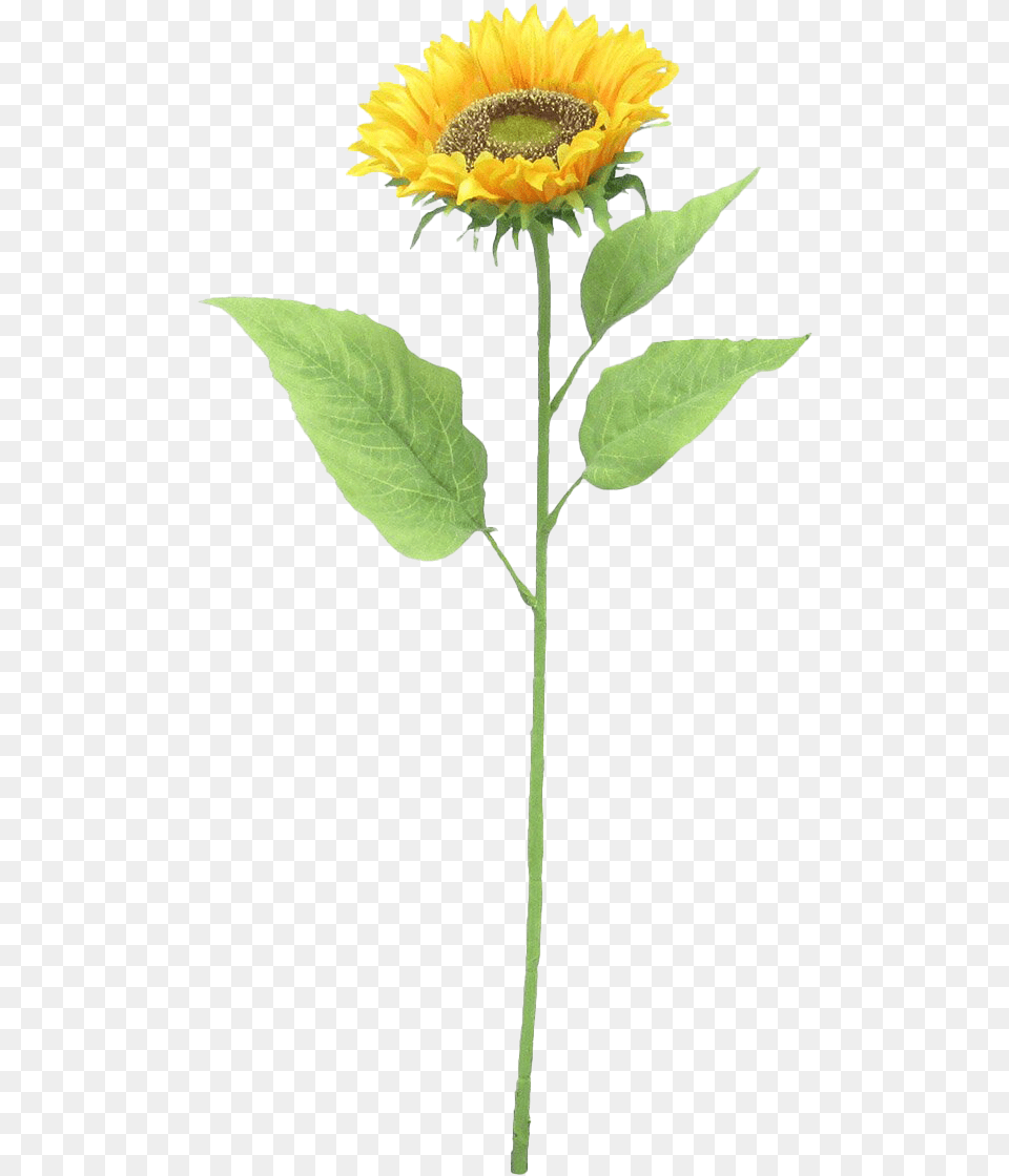 Sunflower Hd Quality Real Does A Flower Stem Look Like, Plant Free Transparent Png