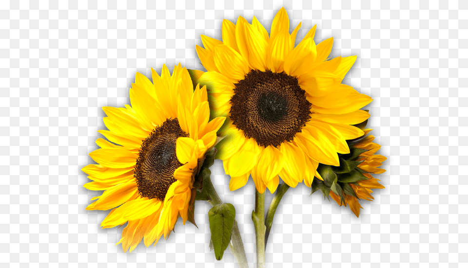 Sunflower Hd Transparent Background Aesthetic Yellow Flower Crown, Plant Free Png