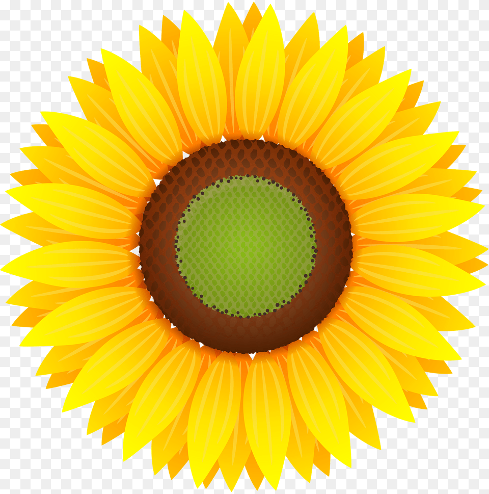 Sunflower Head Clipart, Flower, Plant Png Image