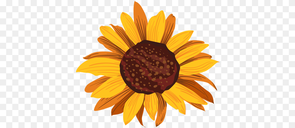 Sunflower Head Drawing Transparent U0026 Svg Vector File Good Morning Your Little Ray Of Sarcastic Sunshine, Flower, Plant, Daisy Free Png