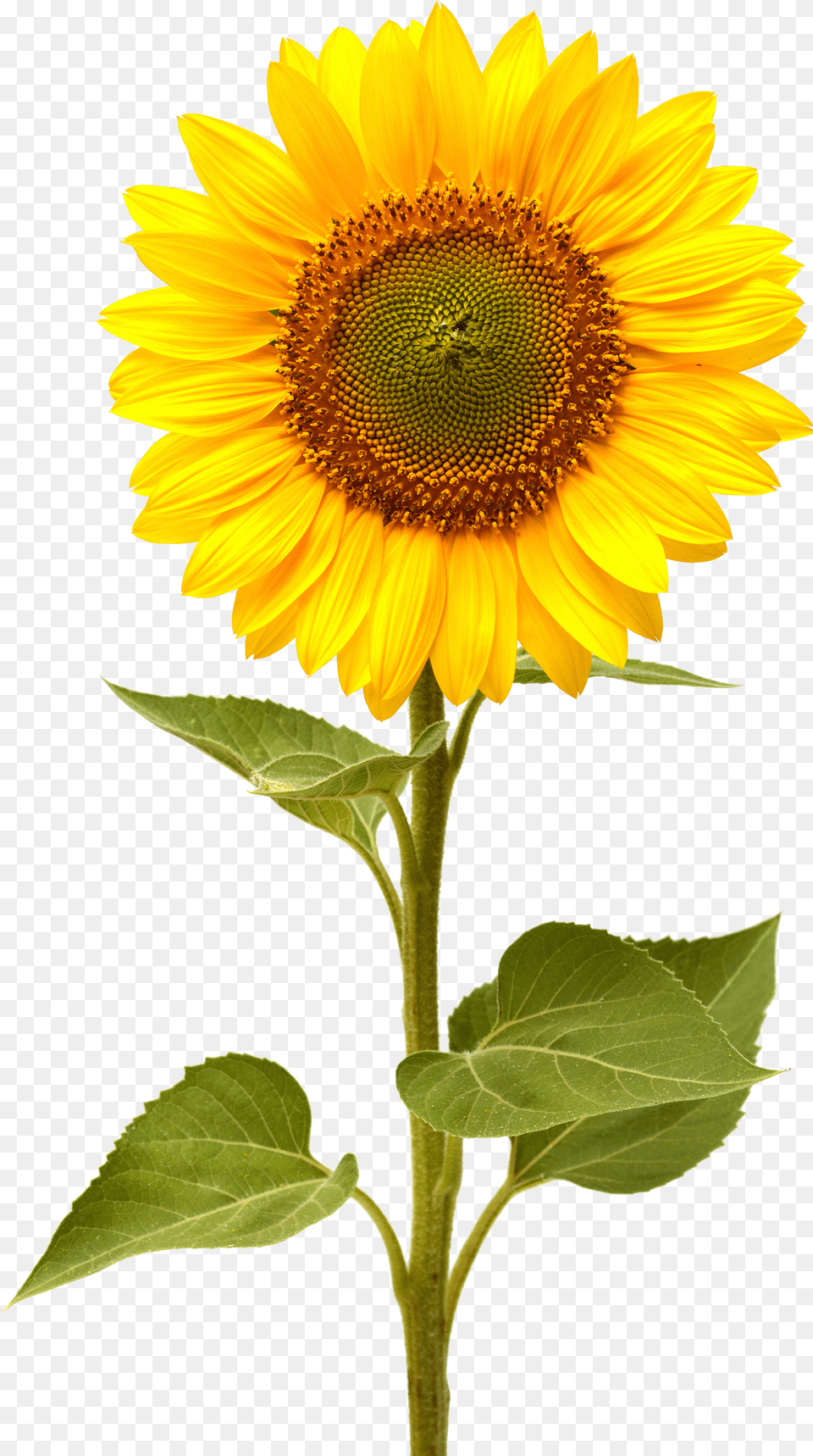 Sunflower High Quality Sunflower, Book, Comics, Publication, Baby Free Png