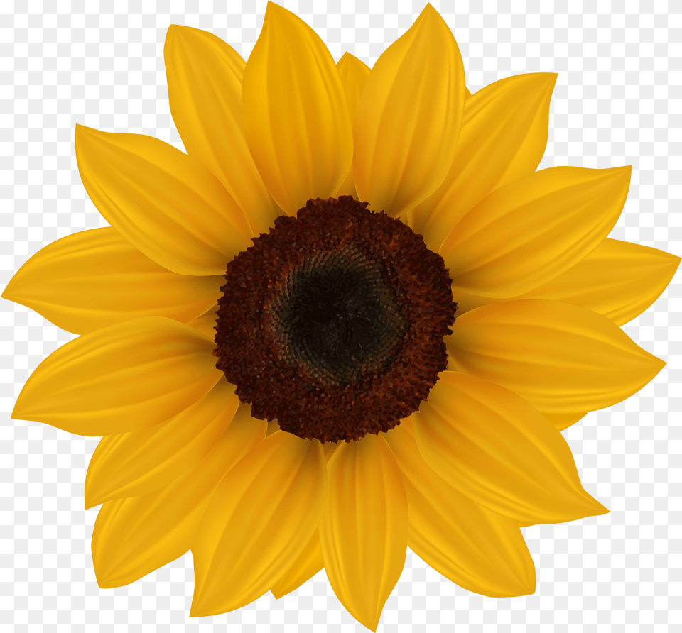 Sunflower High Resolution Transparent U0026 Clipart Free Clipart Sunflower, Flower, Plant, Daisy Png